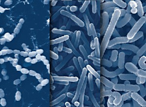 An Introduction to Probiotics and Its Potential in Clinical Applications